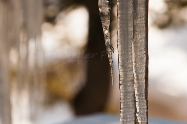fineartphotography_Icicle_4468