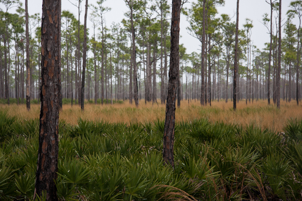 fineartphotography_Florida_CrystalRiver_9917